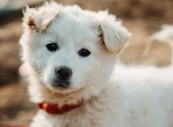Parvovirus in Puppies: Knowing the Basics