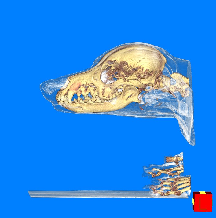 Dog CT Machine Veterinarian