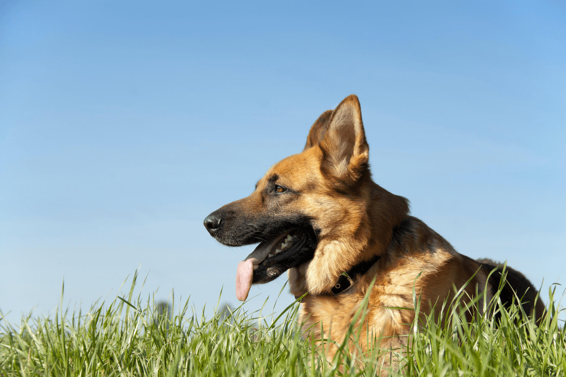 Advanced Animal Care