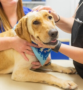 Dog Services in Richmond