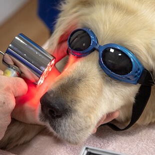 Pet Laser Therapy in Richmond