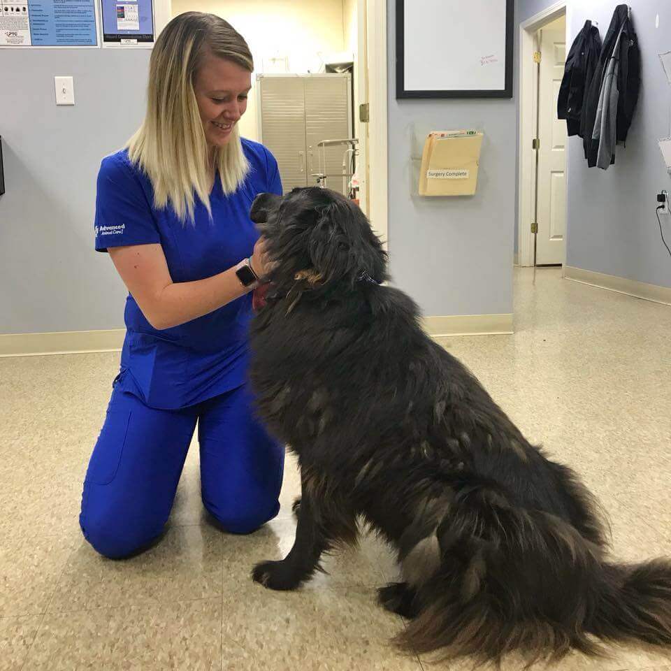 senior dog