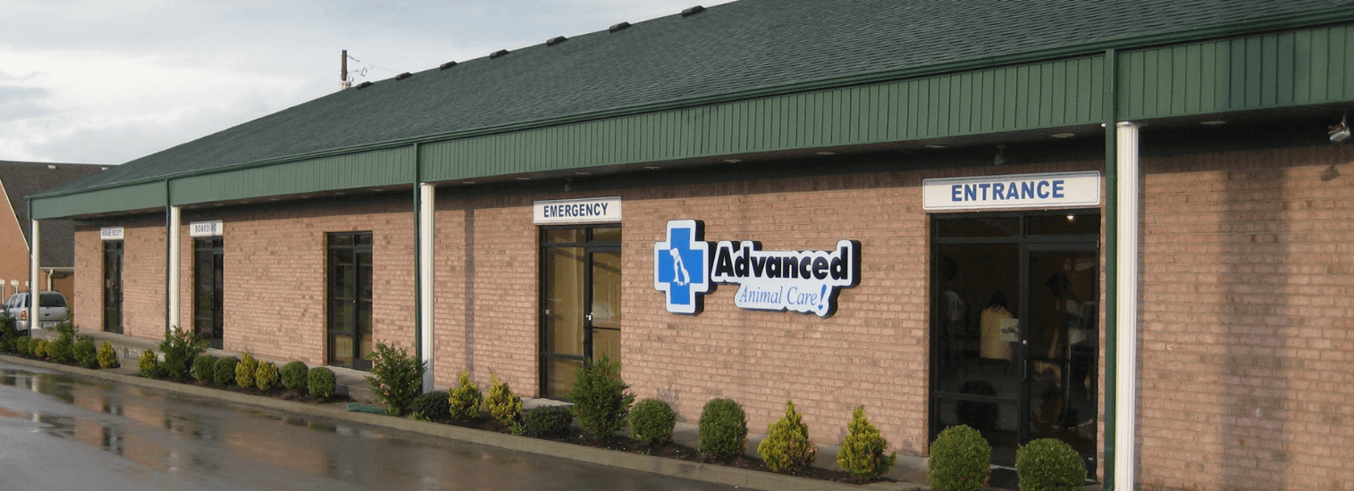 Top Rated Local Veterinarians Advanced Animal Care