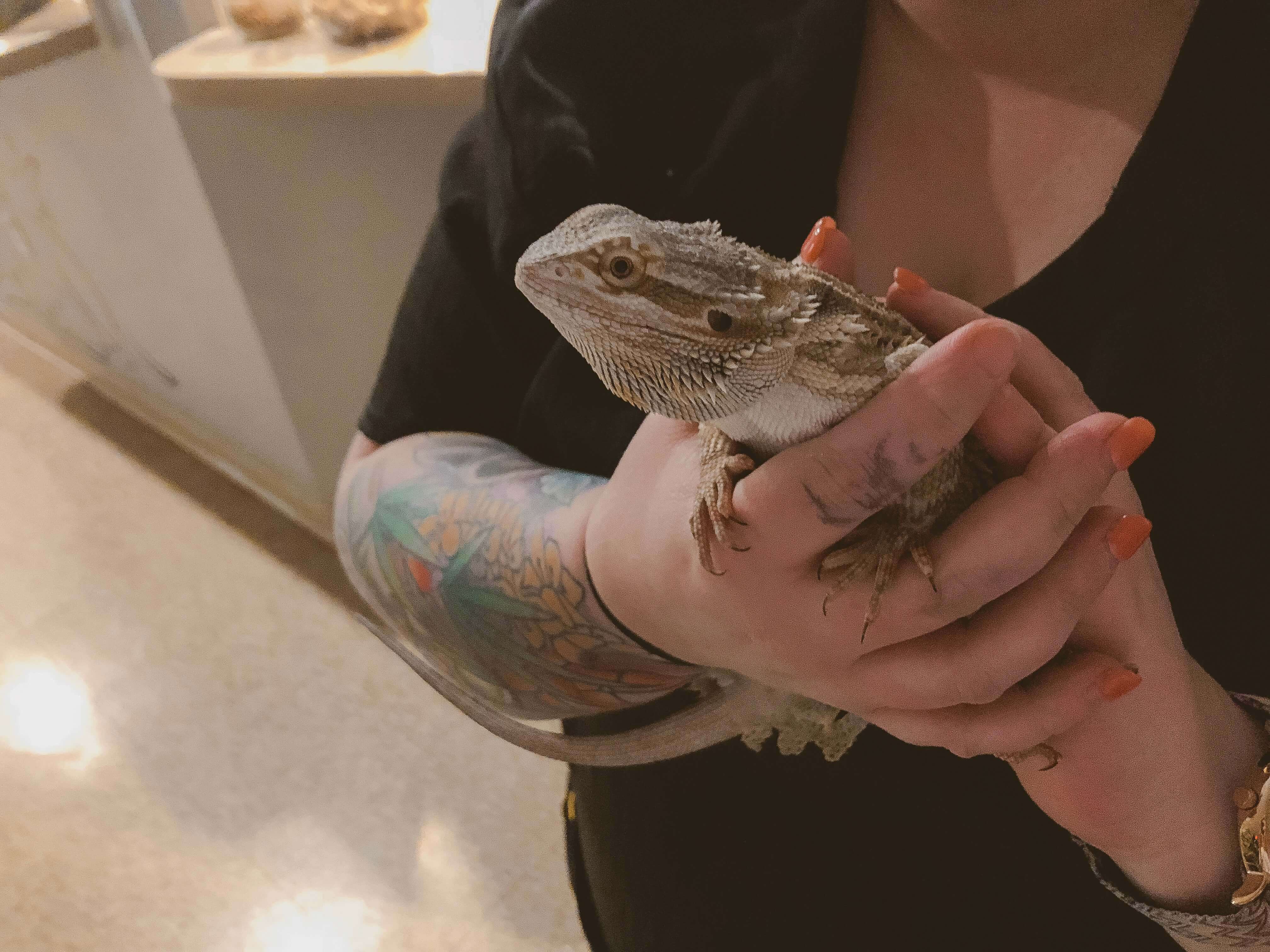 vet clinic lizard
