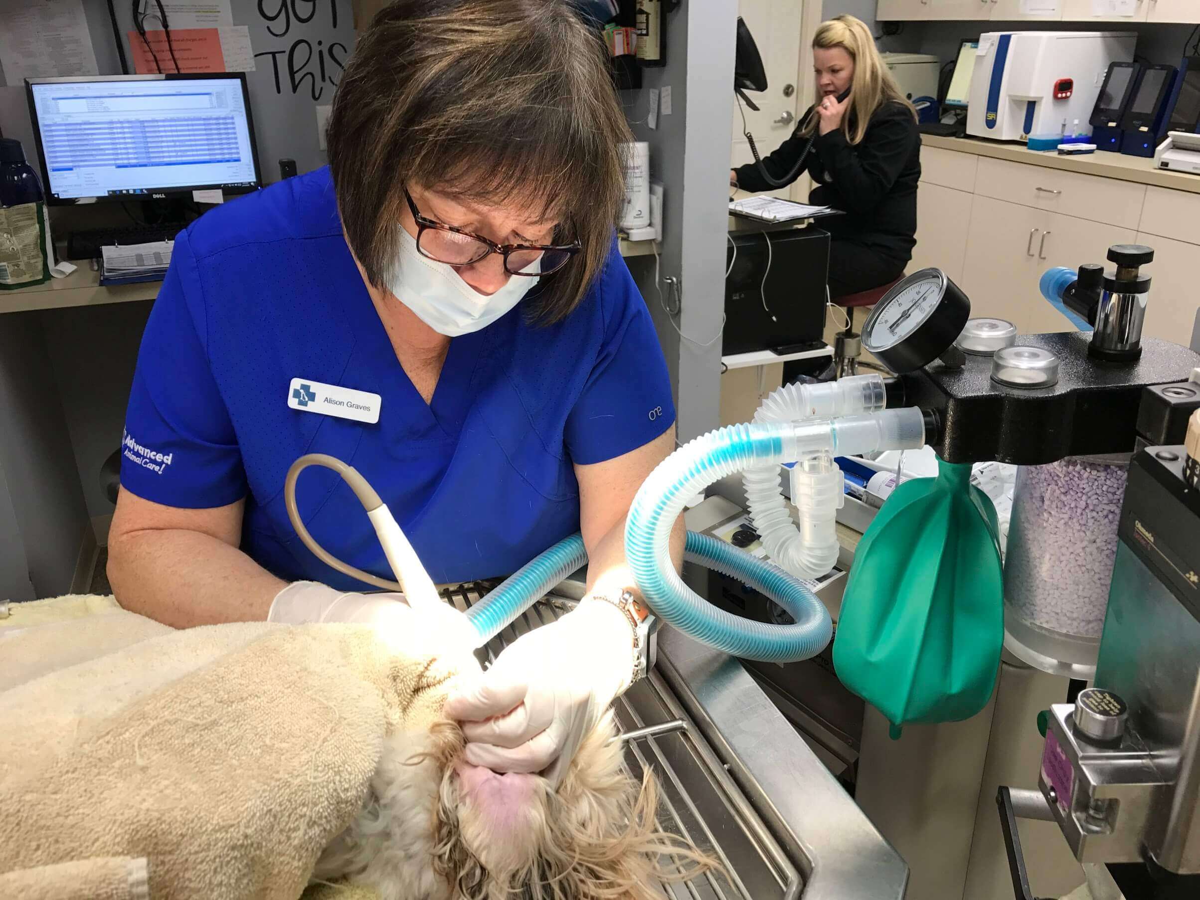 vet dental cleaning near me