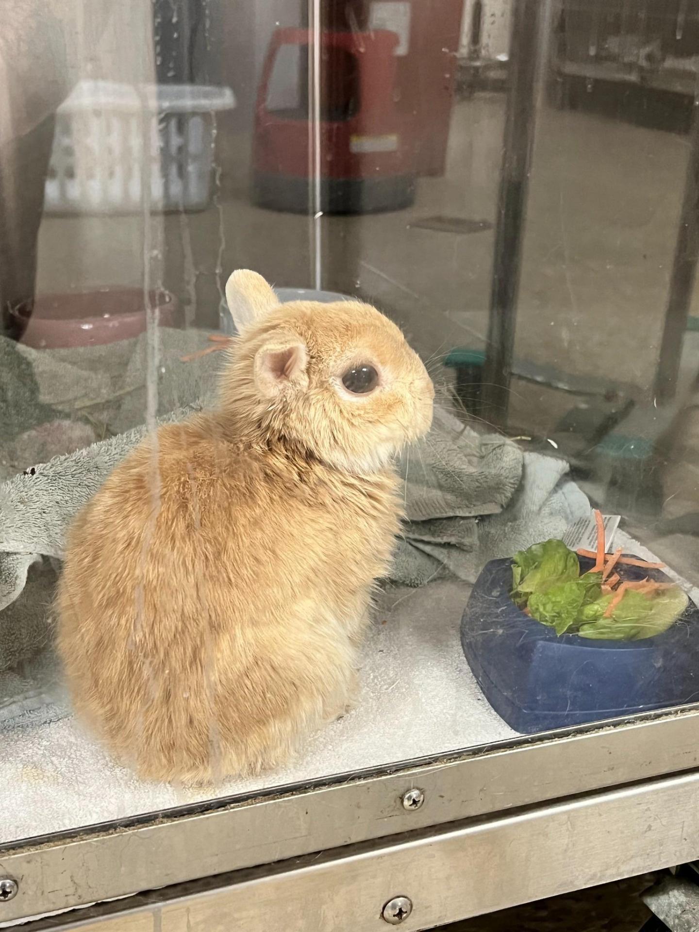 bunny