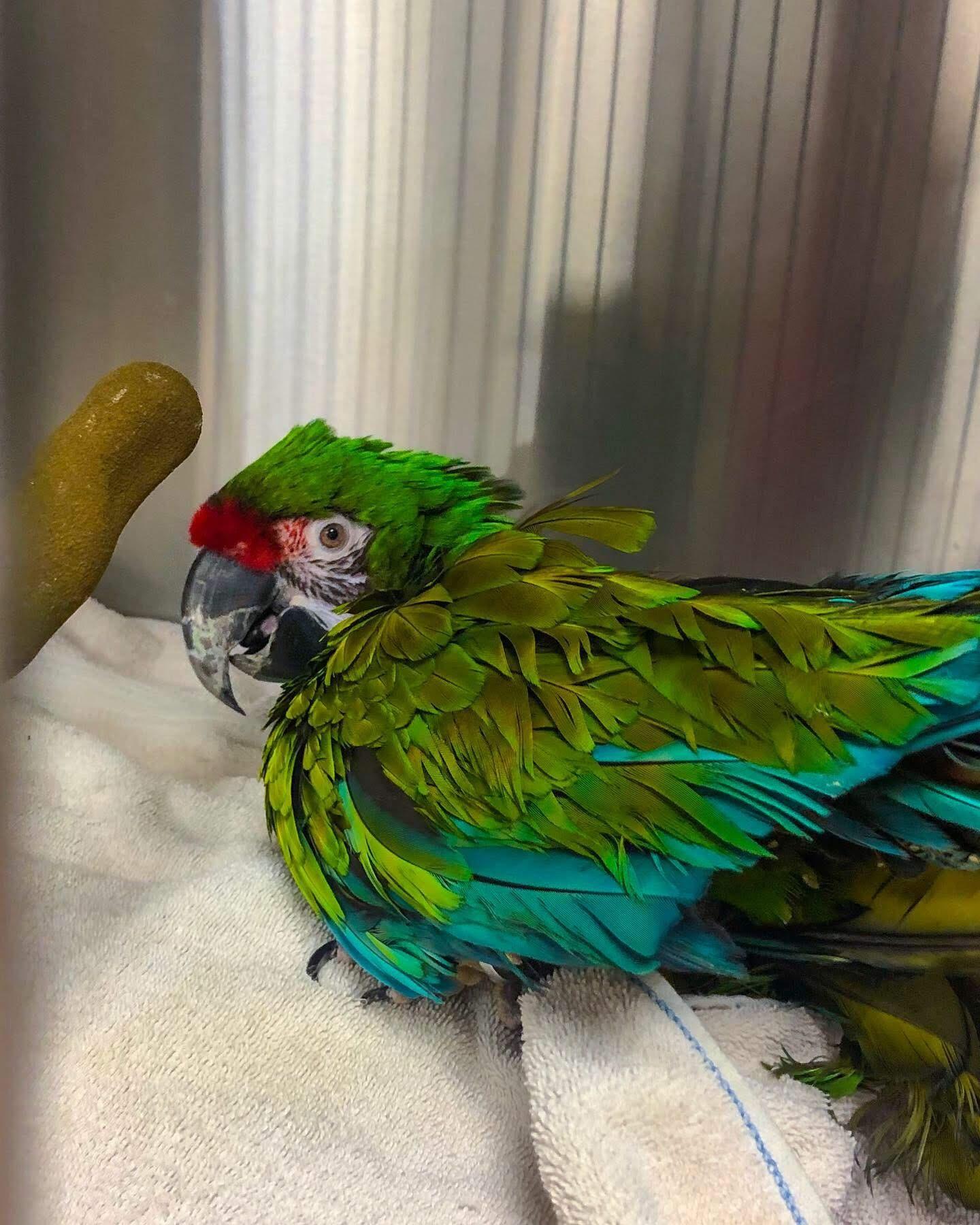 parrot