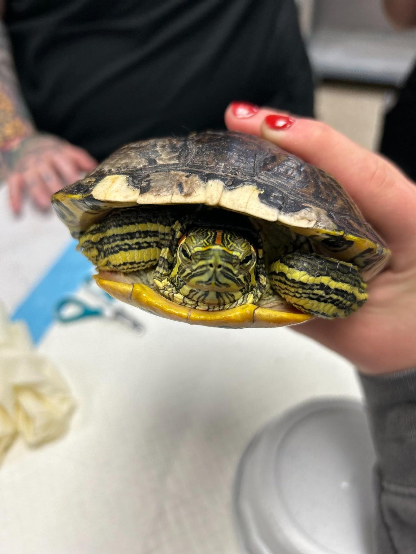 turtle turtle