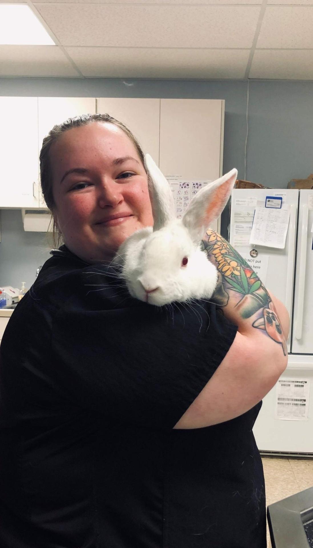 rabbit