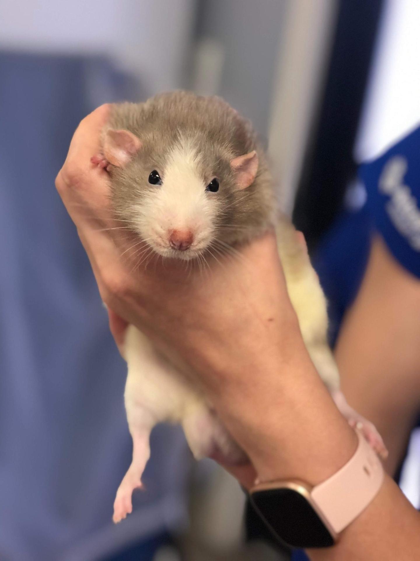 rat