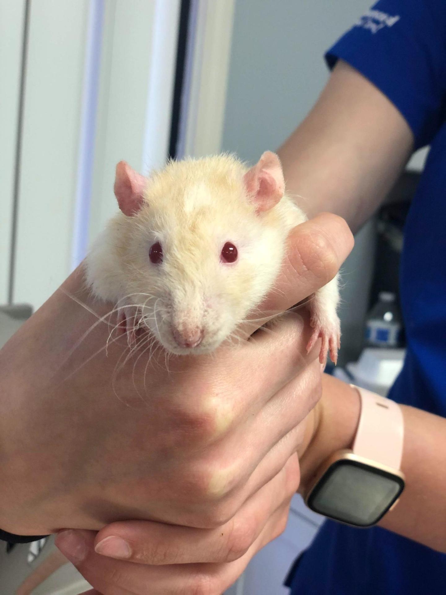 rat