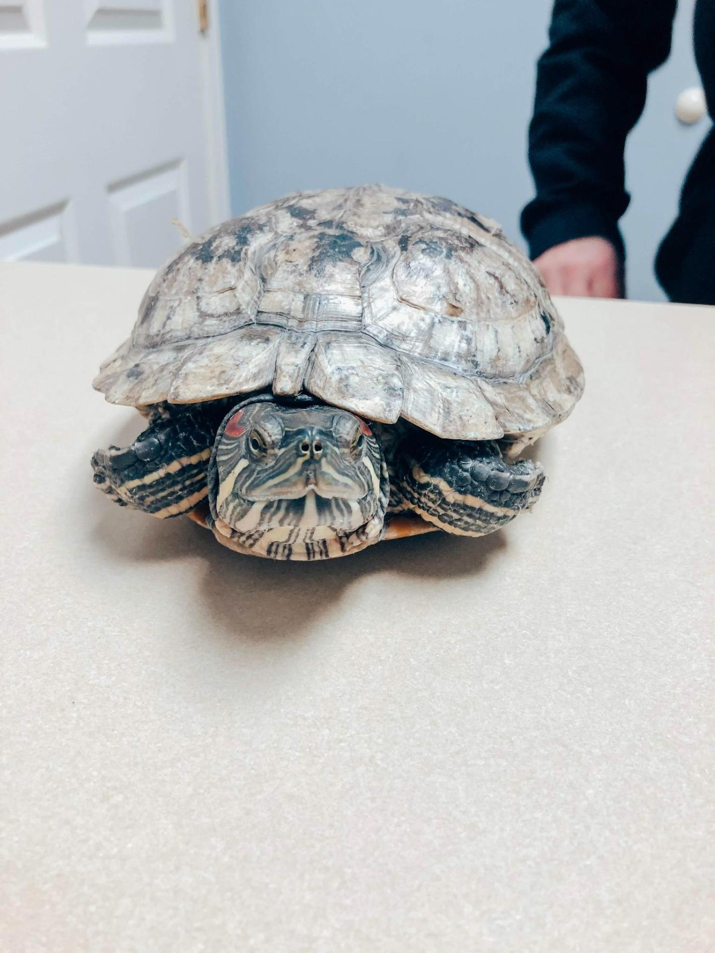 turtle