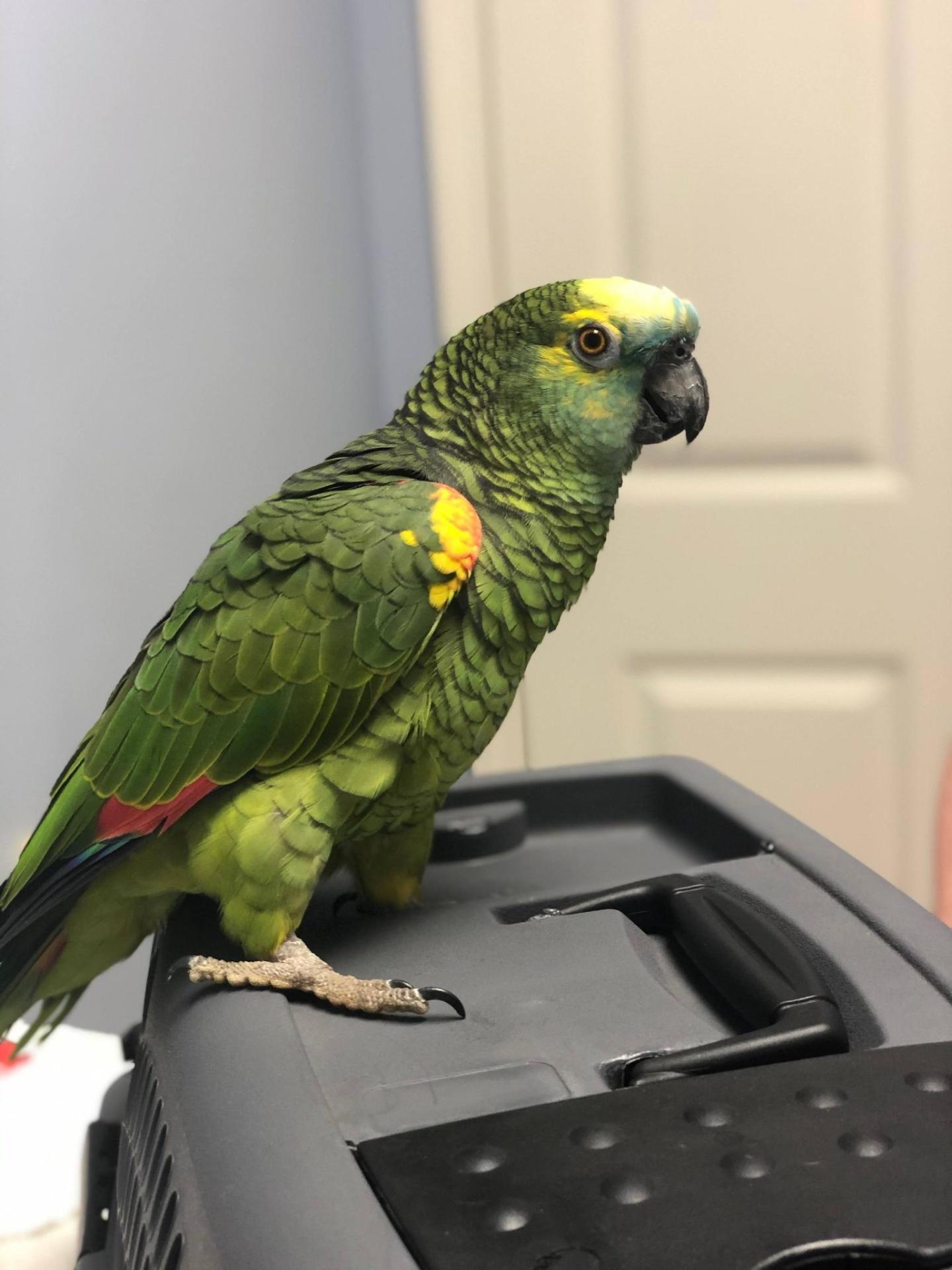 parrot