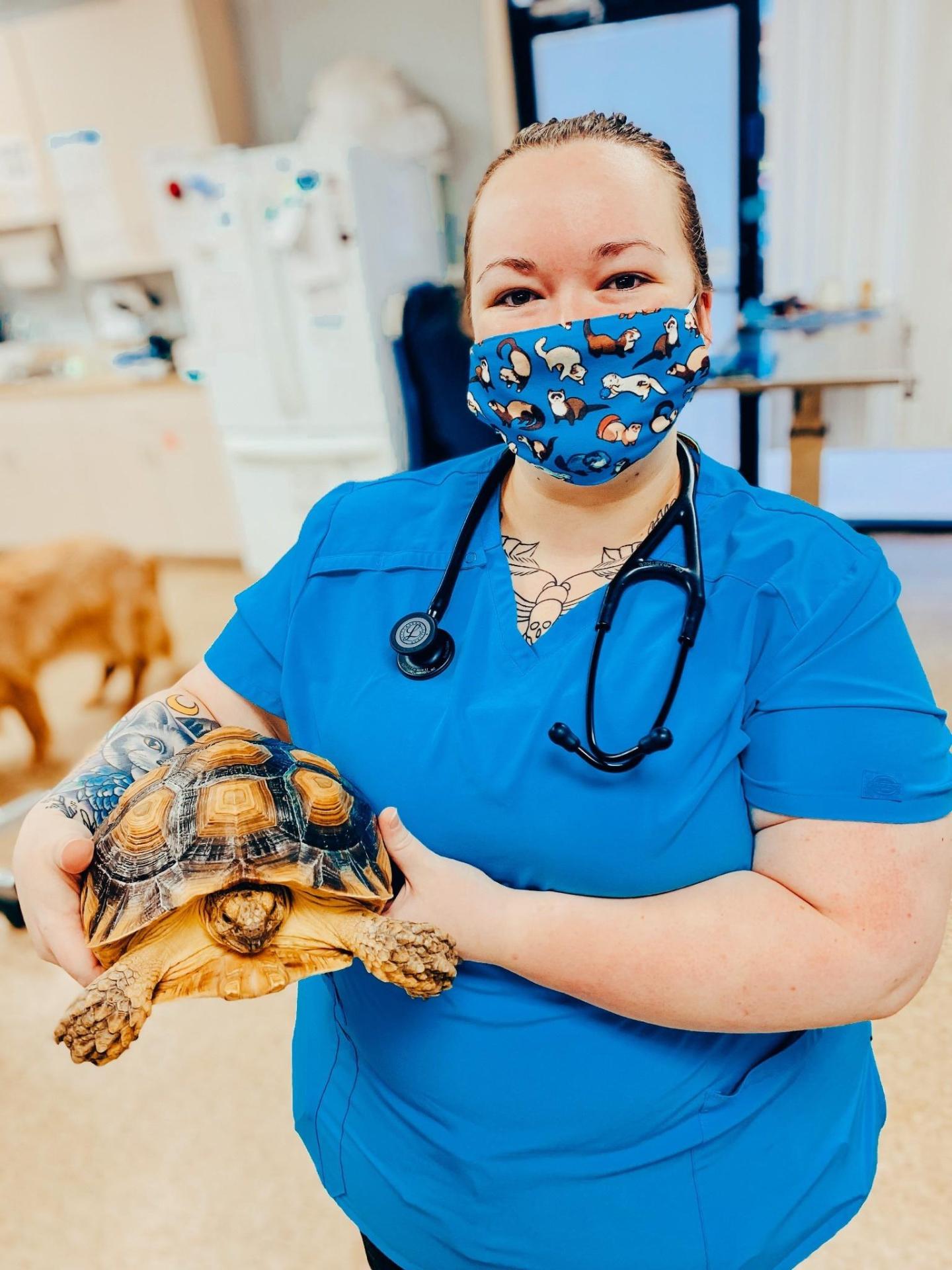 turtle