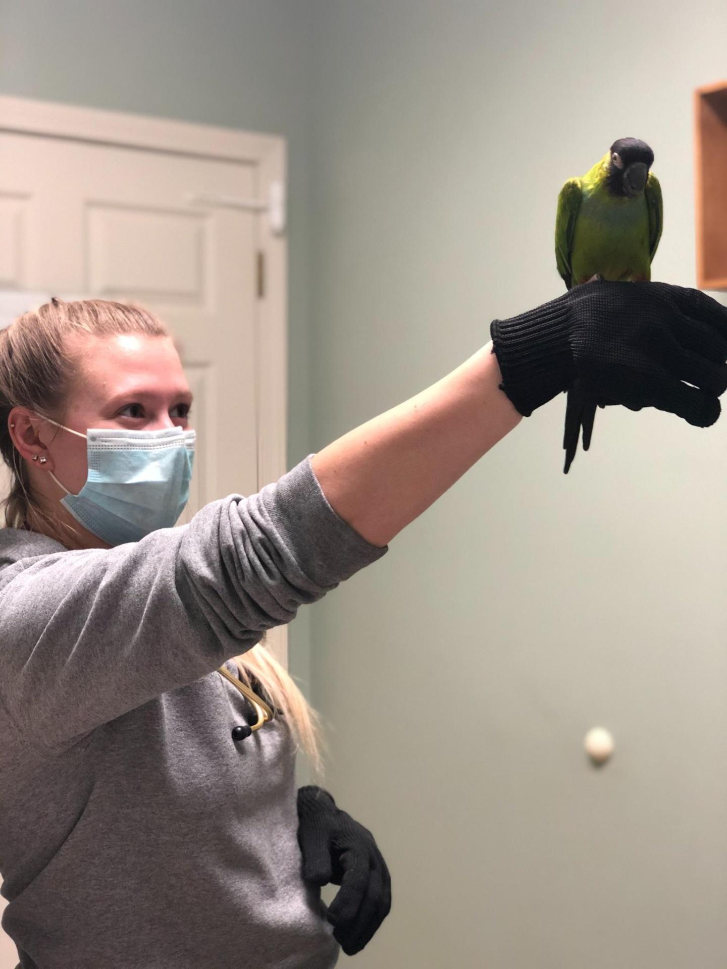 parrot