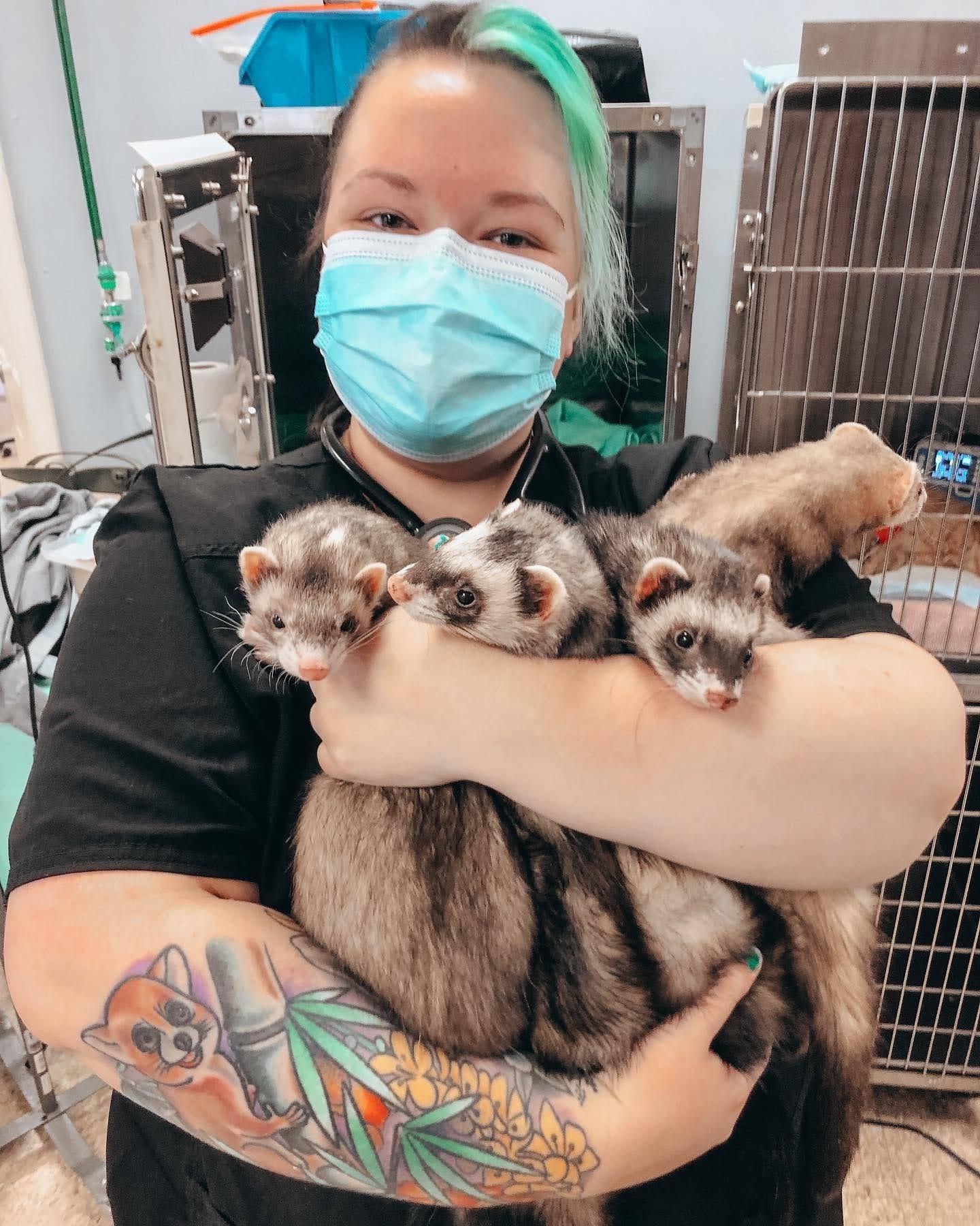 ferret