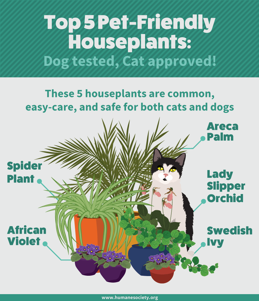 safe house plants for pets