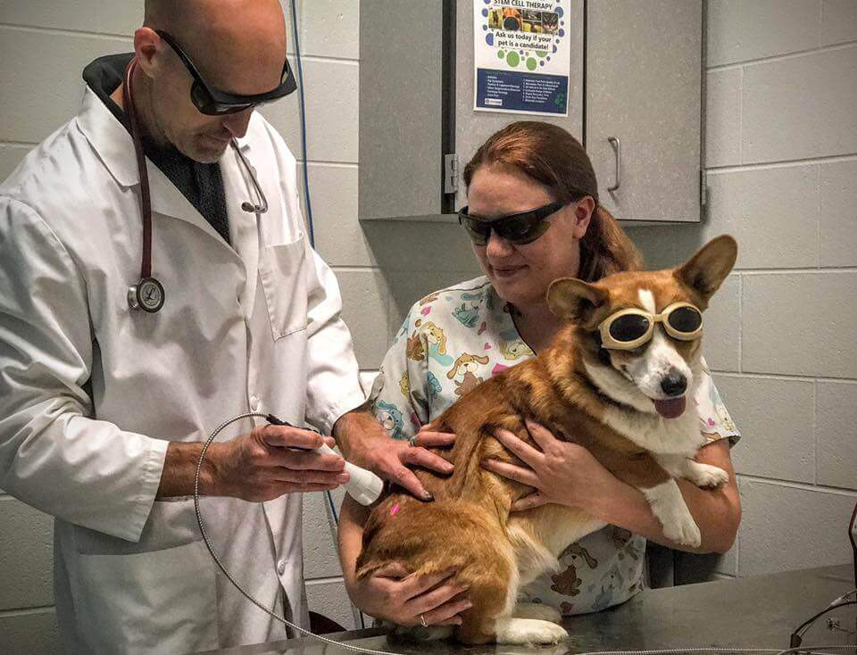 Locust Trace Veterinary Clinic Lexington. KY Veterinarians