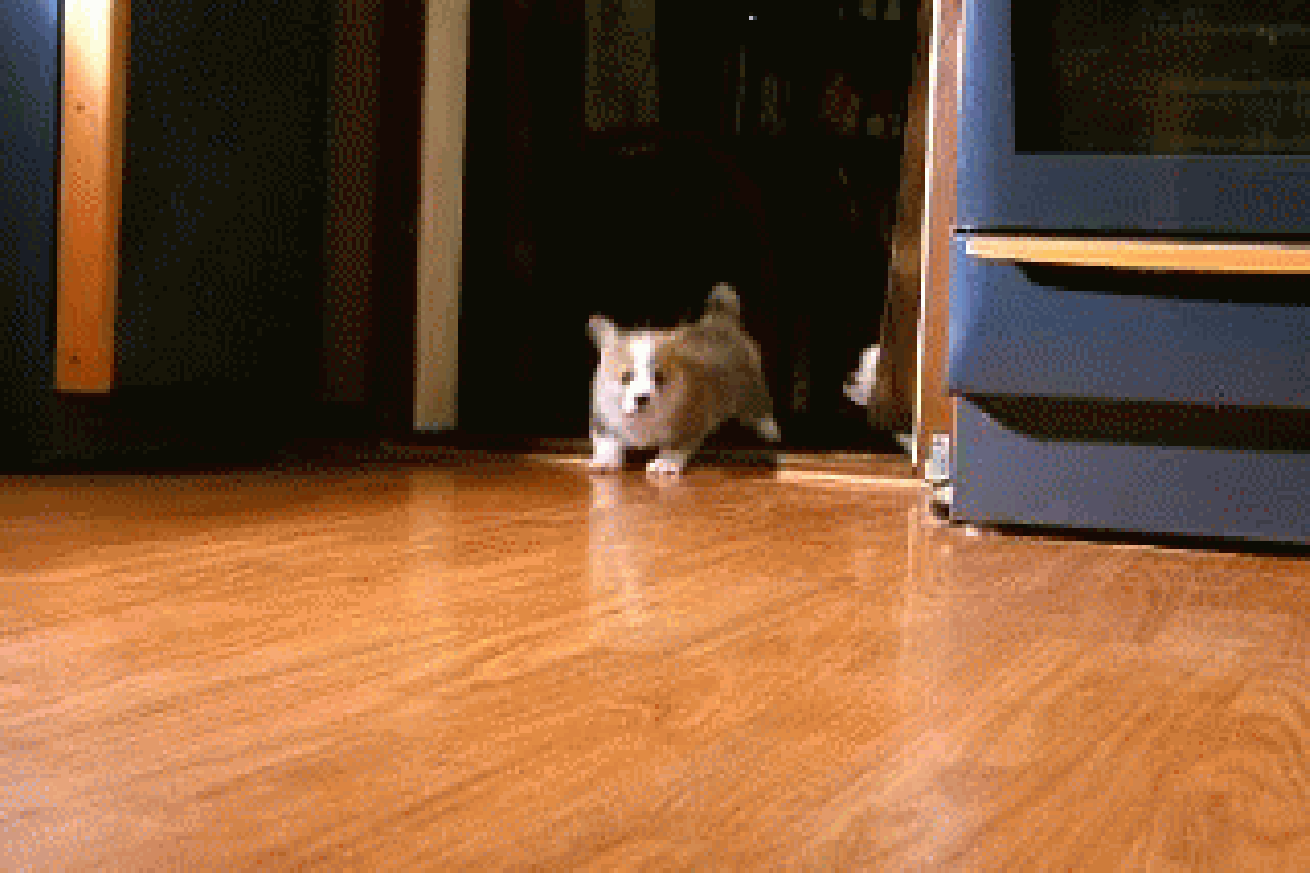 Puppy Proofing Your Home Puppy Proofing Your Home