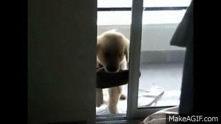 puppy getting through door 