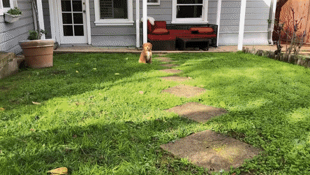puppy running in backyard
