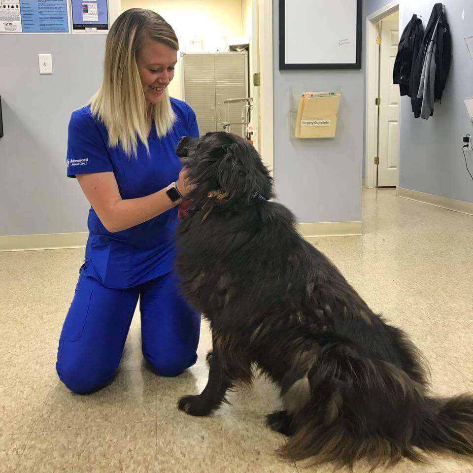 Senior dog best sale care