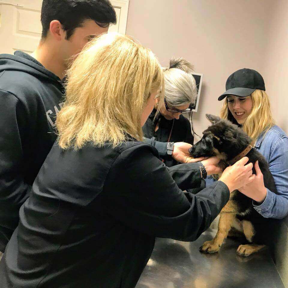 puppy in an exam room