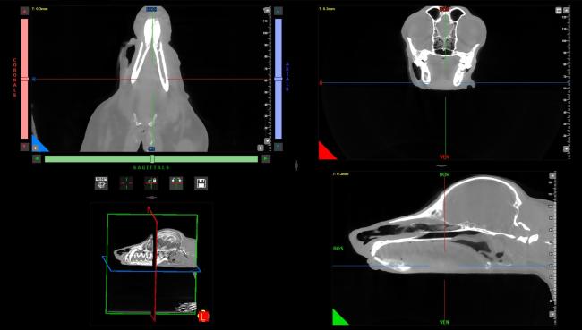 Dog CT Machine Veterinarian