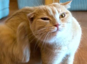 How Fleas and Ticks Can Affect Your Cat