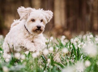 Spring is Here- Spring Toxins My Dog Needs to Avoid