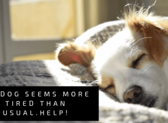 My Dog Seems More Tired Than Usual. Help!