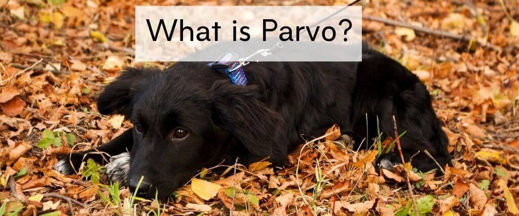 can other animals get parvo